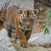Doppeltes Tigerchen