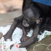 Tierische Geschenke