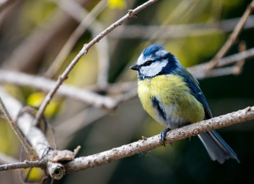Im Jänner sind Vogelfreunde wieder aufgefordert, die geflügelten Besucher im Garten zu zählen.  APA/DPA/Skolimowska