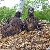 Tierische Gewinner und Verlierer