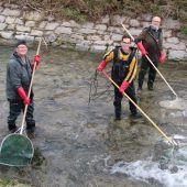 Gefährdeter Fischart auf die Sprünge helfen