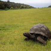 Älteste Schildkröte der Welt feiert 190. Geburtstag