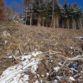 Waldspaziergang