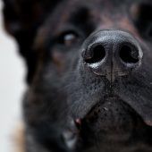 Aufruhr nach Hunde-Attacken in Klaus