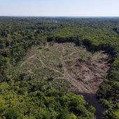 Weniger Abholzung im brasilianischen Amazonasgebiet