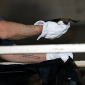 Fledermäuse vor dem Erfrieren gerettet
