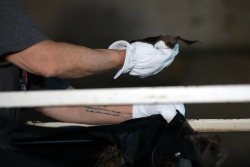 Tierschützer sammelten die Säuger ein und brachten sie ins Warme. AFP