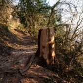 Vorarlbergs Wälder unter Druck
