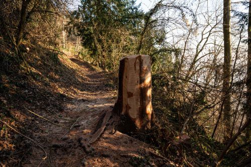 Trockenheit und Borkenkäfer machen der Fichte in Vorarlberg schwer zu schaffen. VN/Serra
