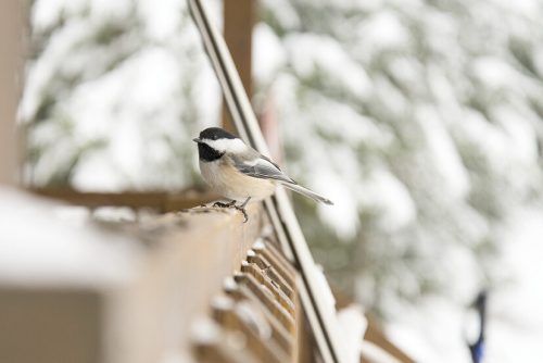 Über 250 Vogelarten sind im Algonquin-Nationalpark beheimatet. Shutterstock