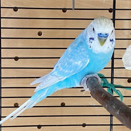 Wellensittich Blue möchte zu einer neuen Gruppe ziehen. tsh