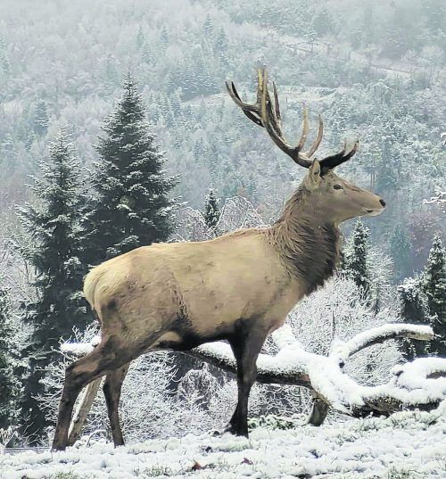 Zur Weihnachtszeit gibt es viele Möglichkeiten, den Wildpark zu unterstützen und gleichzeitig seinen Liebsten ein Geschenk zu machen.  Wildpark