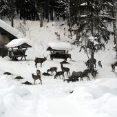 Gatterjagd