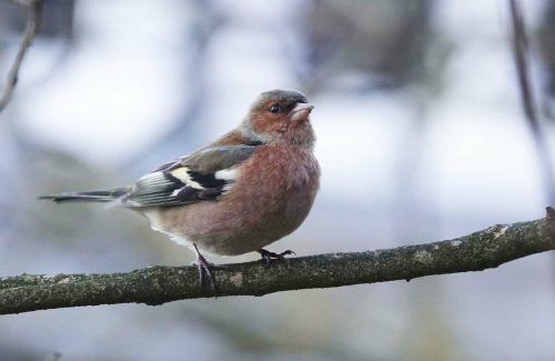 Der Buchfink wurde in Vorarlberg um 45 Prozent häufiger gesehen. Er fliegt auf Platz 5. L. Lugerbauer