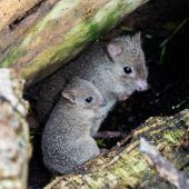 Nachwuchs bei den Rattenkängurus