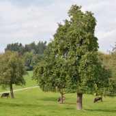 Dornbirner Baumaktion erzielte neuen Höchstwert