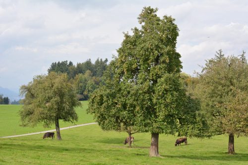 Der Obst- und Gartenbauverein hilft bei der Aktion tatkräftig mit. Stadt