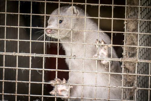 Der Vogelgrippe-Ausbruch unter Nerzen zeigt die Risiken der Nerzindustrie auf.  ap