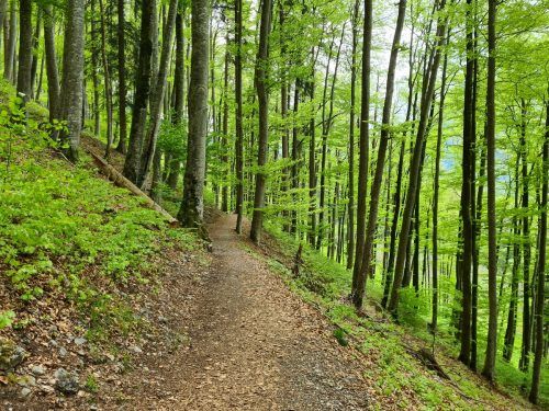 Der Wanderweg durch den Buchwald muss wegen Holzarbeiten gesperrt werden. VN