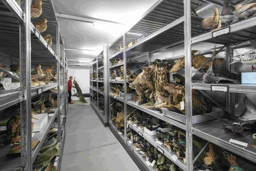 Die inatura sucht Hilfe beim Dokumentieren von Fossilien. inatura