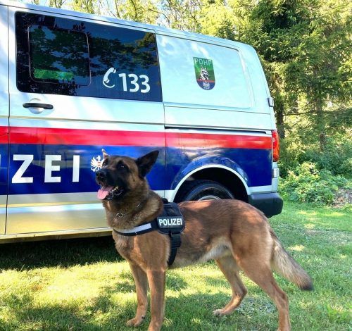 Diensthund Sam von der Vorarlberger Polizei hatte nicht nur einmal Ermittlungserfolge zu verzeichnen. LPD