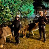Kurios: Polizisten auf Eseljagd in Bregenz