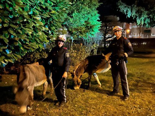 Eine Inspektorin und ihr Kollege bei der „Anhaltung“ der ausgebüxten Esel. Polizei