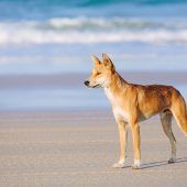 Vielleicht die letzten reinen Dingos