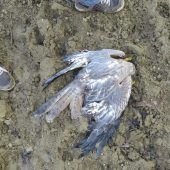 Wildtiere schützen