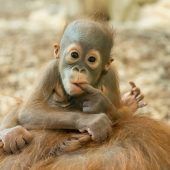 Tierischer Botschafter