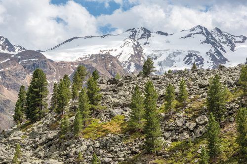 Im Nationalpark wachsen hauptsächlich Kiefern, Lärchen, Zirbelkiefer. Shutterstock (5)
