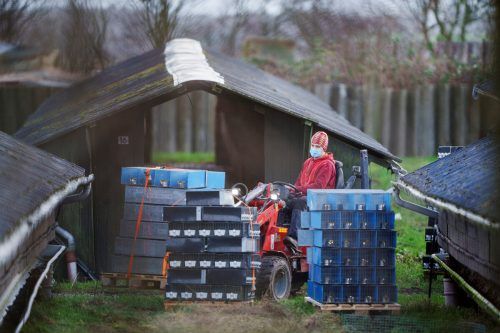 Nerzpelzfarmen sind in Dänemark wieder erlaubt. 2020 wurden 15 Millionen Tiere getötet, da eine Covid-Variante entdeckt wurde. Reuters