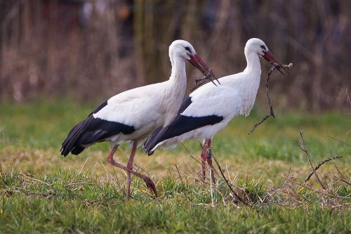 Auch wenn es derzeit kälter ist: Störche haben kein Problem, den Winter bei uns gut zu überstehen.  VN/Steurer