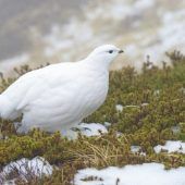 Tierwelt in den Alpen in Gefahr
