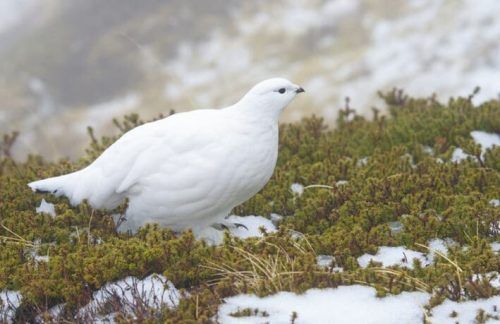 Das Alpenschneehuhn wird bei Schneemangel zur leichten Beute.