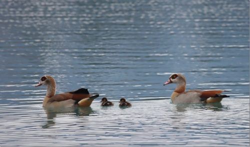 Das Nilgans-Pärchen nützt die Ruhe bei den Paspelseen für einen Ausflug mit ihrem Nachwuchs.  VN/TK