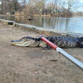 Alligator in New Yorker Park eingefangen