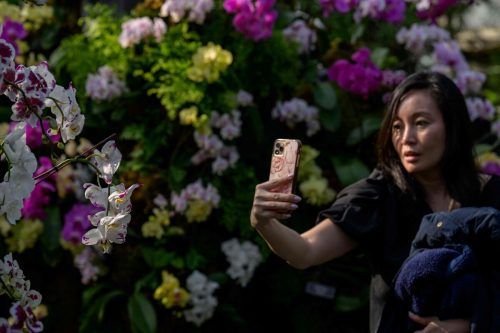 Der Botanische Garten in New York veranstaltet seine 20. Orchideen-Schau. Ausstellungsmaterial gibt es genug, mit insgesamt 30.000 Arten. AFP