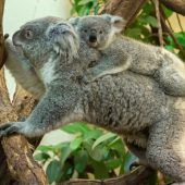 Koala-Nachwuchs gedeiht prächtig