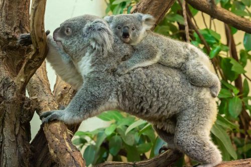 Der kleine Aruma mit seiner Mutter im Tiergarten Schönbrunn. zupanc