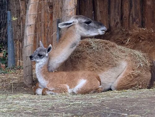 Die kleine Valentina ist täglich mit Mama Lolita unterwegs. Zoo Leipzig