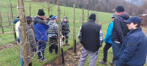 Die OGV-Experten erklärten Obstbaumschnitt fachmännisch. Stadt