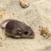 „Pat“ ist die älteste Maus der Welt