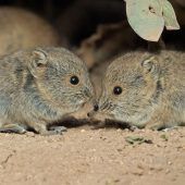 Kleine Zwillinge als große Stars im Zoo