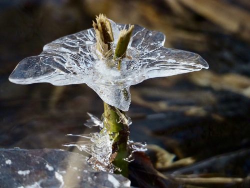 Eisblume.  Christine Sommeregger
