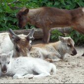 Kleine Rentiere
