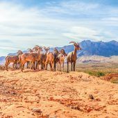 Wildtiersafari durch Nevada