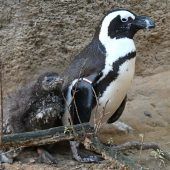 Pinguin-Nachwuchs
