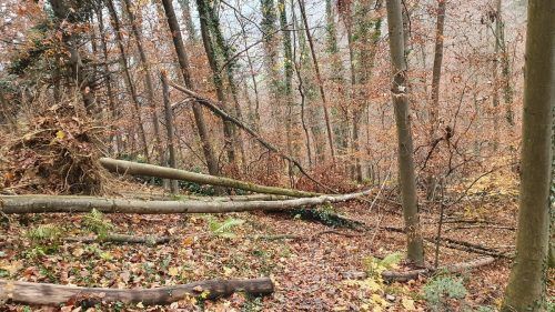 Die aufwendigen Holzarbeiten werden rund vier Wochen in Anspruch nehmen. So lange bleibt der Wanderweg „Böser Tritt“ gesperrt. Gemeinde