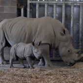 Neuer Star im Zoo